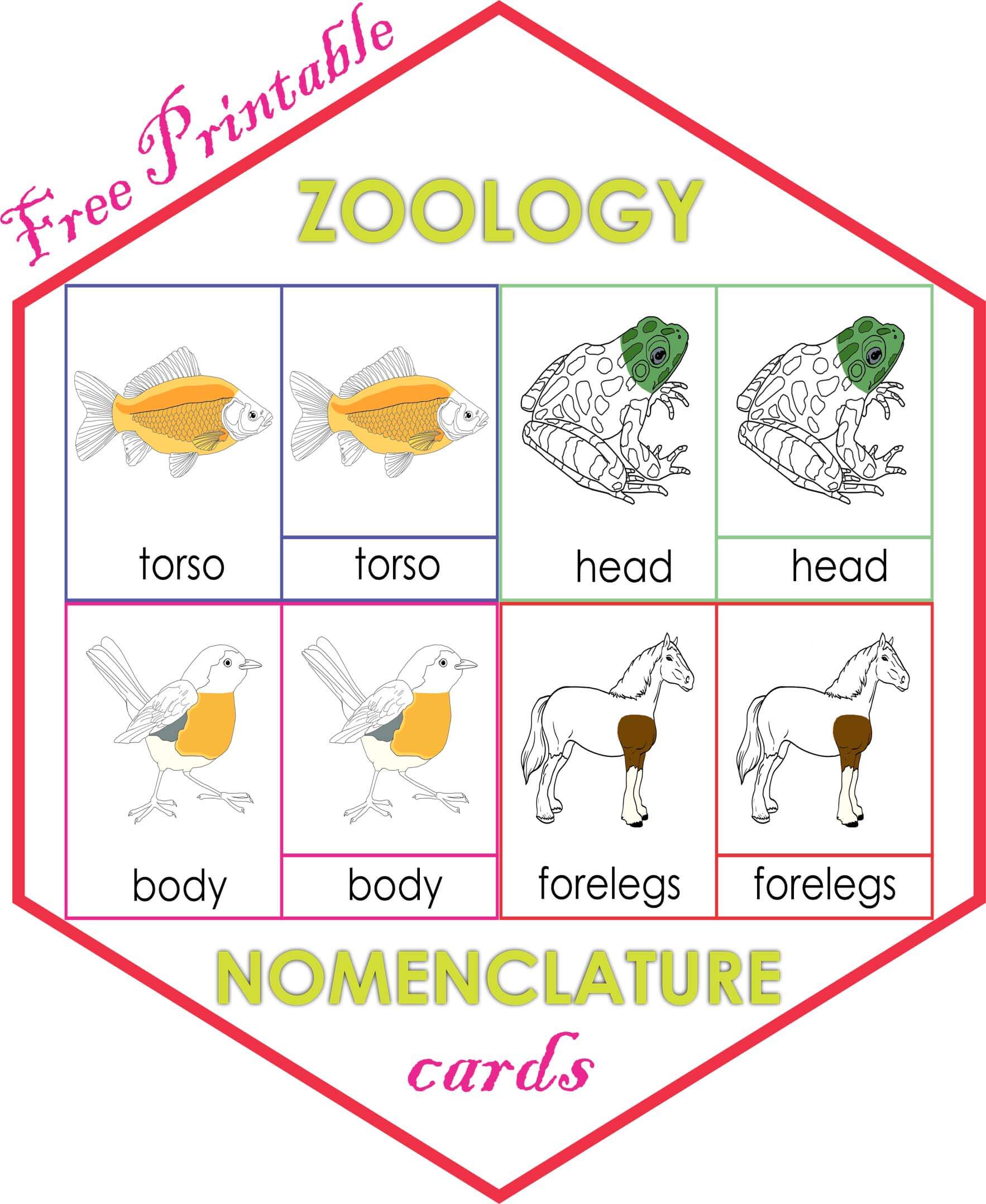 Zoology Nomenclature cards