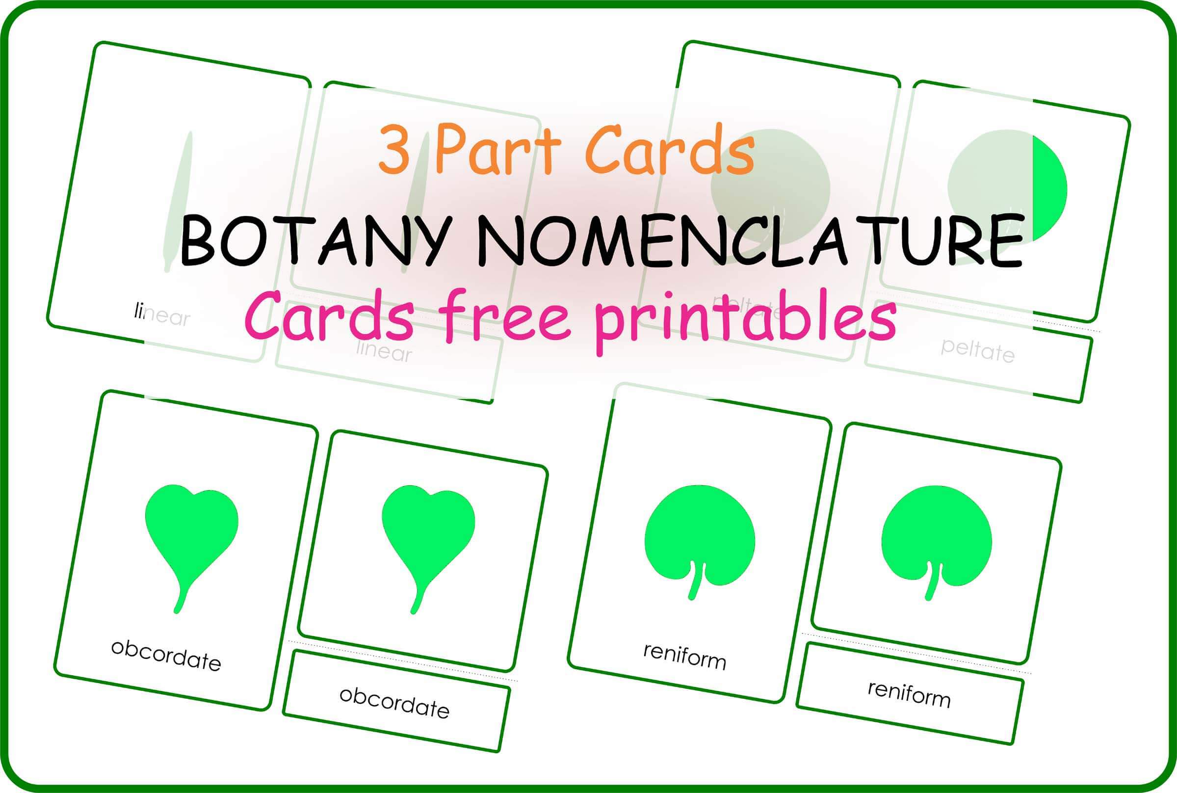 botany-nomenclature-cards-printable-montessoriseries