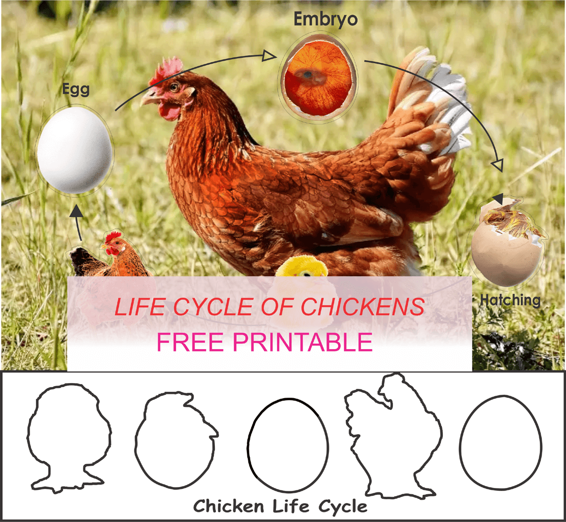 Life Cycle of Chickens