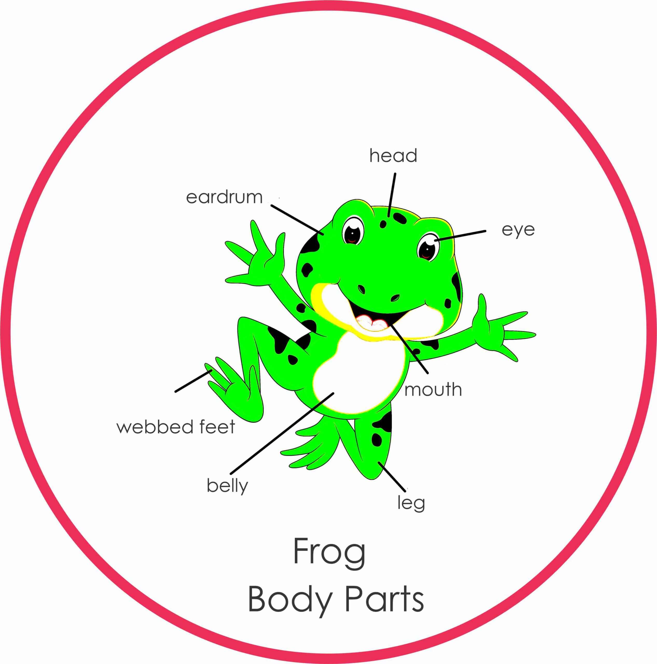 Lifecycle of frog