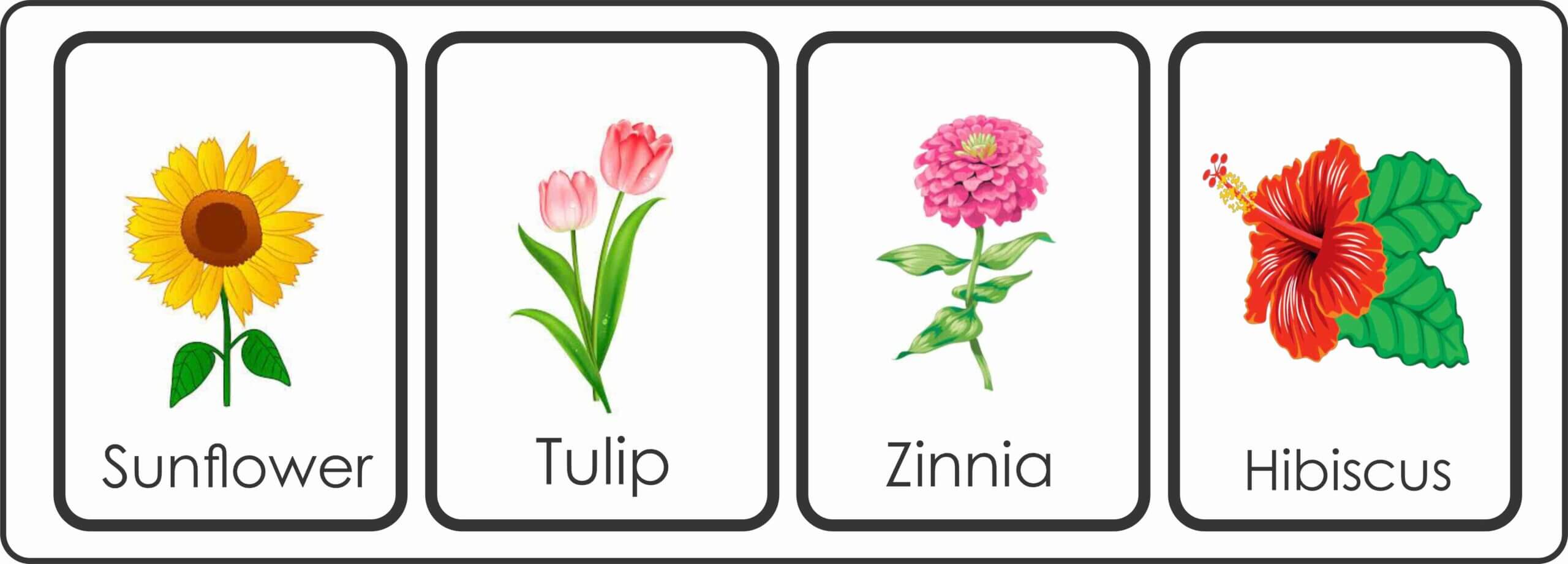 Flower Flashcards